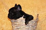 BOULEDOGUE FRANCAIS 815